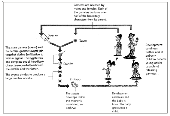 CBSE Class 8 Science Reproduction In Animals Notes